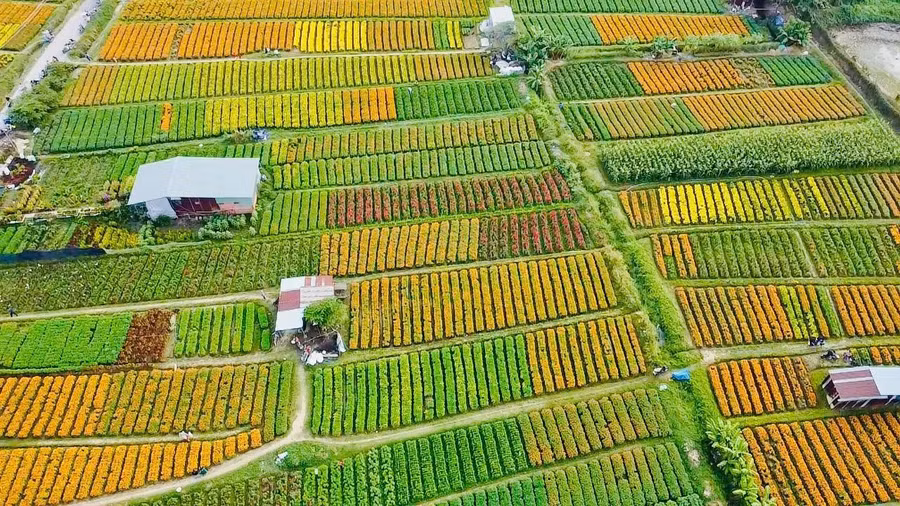 Làng hoa Tân Ba tồn tại hàng chục năm nay ở Bình Dương
