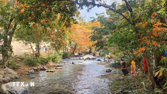 Những cây hoa trang nở rộ ven suối Tà Má. (Ảnh: Sỹ Thắng/TTXVN)