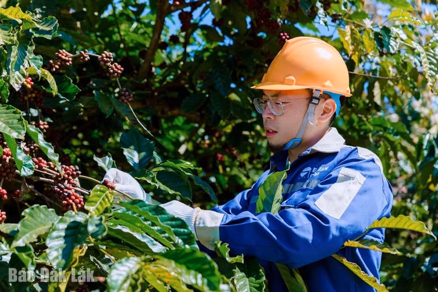 "Hóa thân" thành người nông dân thực thụ trong những trang trại cà phê.