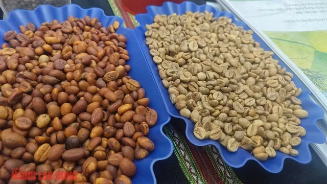 Giá cà phê hôm nay sụp rất mạnh