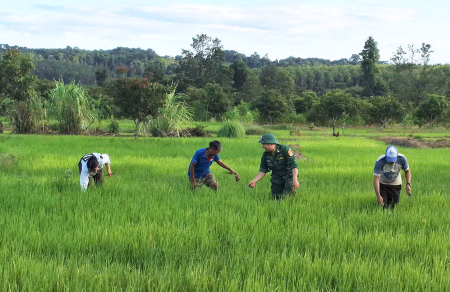 bdbp-tinh-giup-dan-trong-lua-nuoc-anh-td.jpg