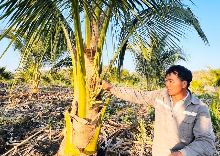 anh-nguyen-quoc-hung-mung-vui-ben-vuon-dua-xiem-dang-ra-hoa-lua-dau-tien-anh-dinh-yen.jpg
