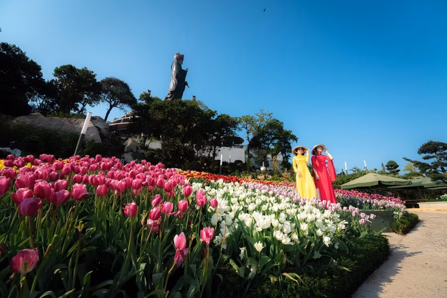 Hơn 115.000 gốc hoa tulip sẽ nở rộ trên núi Bà Tết này. Ảnh: Sun World Ba Den Mountain