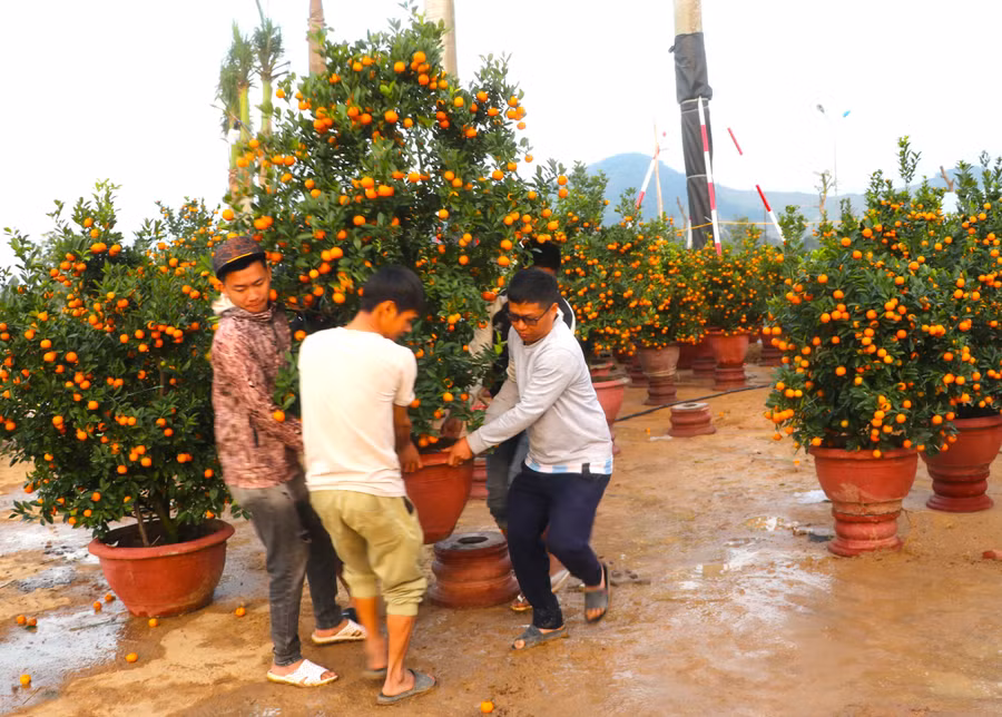 khong-khi-mua-ban-hoa-cay-canh-tai-cho-hoa-tet-an-khe-soi-dong-nhon-nhip-hon-tu-ngay-23-thang-chap-anh-ngoc-minh.jpg