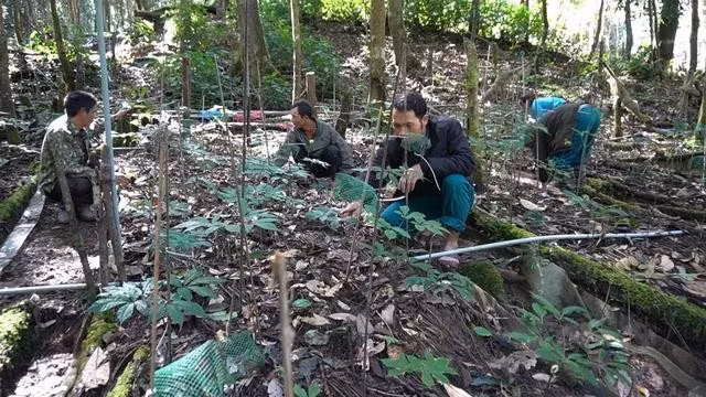 Sâm Ngọc Linh là loài đặc hữu, chỉ sinh trưởng trong điều kiện tự nhiên khắt khe của vùng núi Ngọc Linh