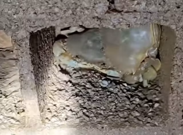 Những khuôn này có đặc điểm là cua vào nhưng khó ra