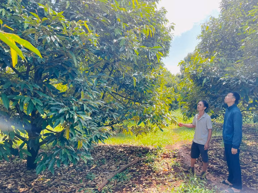 gia-dinh-anh-thien-ben-trai-da-chuyen-doi-5-ha-ho-tieu-sang-trong-cay-sau-rieng-nho-do-kinh-te-gia-dinh-da-duoc-cai-thien.jpg