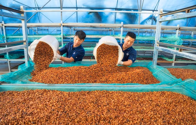 che-bien-ca-phe-sach-tai-trang-trai-ca-phe-vinh-hiep-xa-ia-tiem-huyen-chu-se-anh-hd.jpg