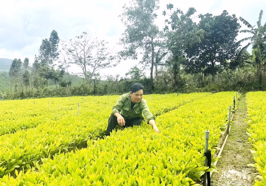 nang-cao-chat-luong-cay-giong-lam-nghiep.jpg