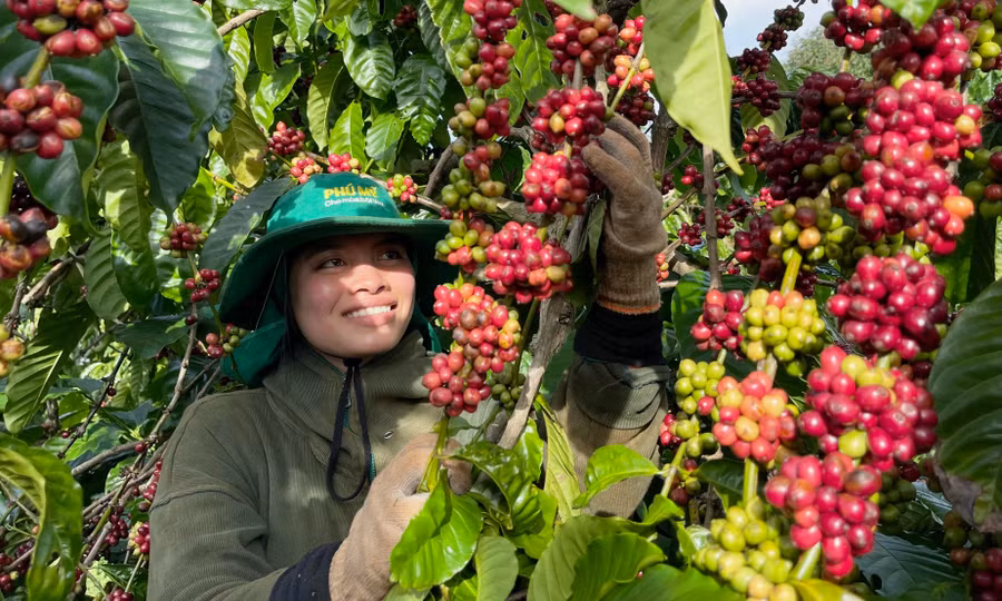 gia-lai-hien-co-khoang-106400-ha-ca-phe-anh-vt.jpg