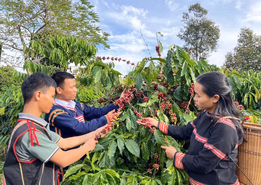 vuon-ca-phe-cua-anh-sat-duoc-trong-theo-huong-huu-co-anh-lh.jpg