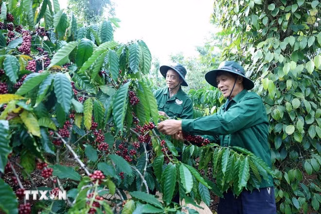 Thu hoạch càphê niên vụ 2024-2025 tại Đắk Lắk. (Ảnh: Hoài Thu/TTXVN)