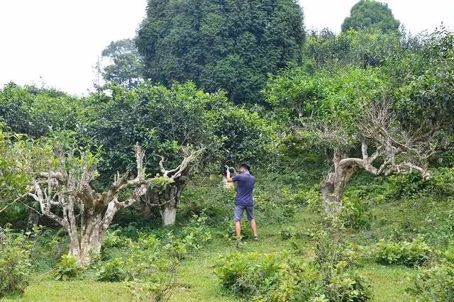Nhiều cây trà shan cổ thụ Suối Giàng (Yên Bái) đang chết dần mòn