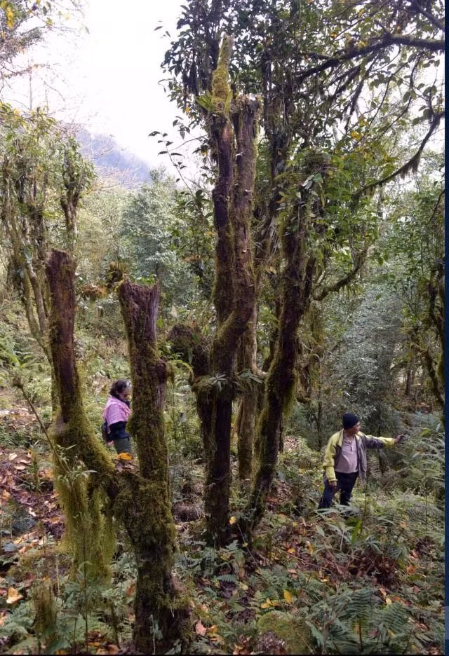 Những cây trà nguyên sinh bị đốn hạ ở núi Chiêu Lầu Thi (Hà Giang)
