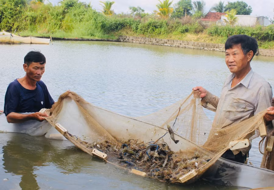ong-tong-van-tan-xa-ayun-ha-dang-tich-cuc-cham-soc-lua-tom-cang-xanh-de-phuc-vu-thi-truong-dip-tet-anh-vu-chi.jpg