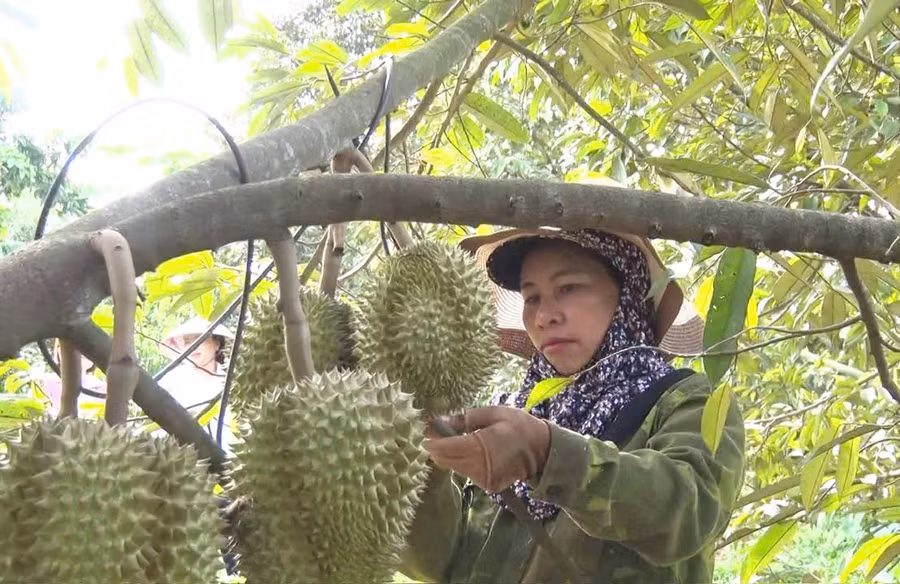 san-pham-sau-rieng-cua-ba-huong-ban-duoc-gia-cao-nho-canh-tac-theo-huong-vietgap.jpg