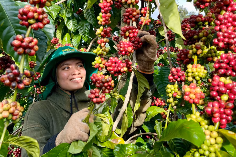 gia-lai-co-hon-100600-ha-ca-phe-day-la-nguon-nguyen-lieu-de-cac-nha-san-xuat-xay-dung-thuong-hieu-ca-phe-da-qua-che-bien-anh-vt.jpg