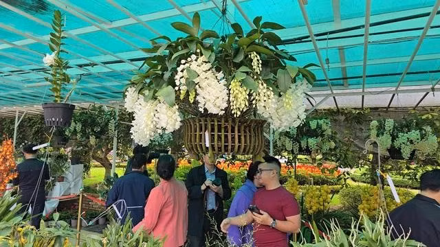 Du khách bên tác phẩm đạt huy chương vàng hội thi hoa, cây cảnh, bon sai