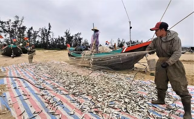 Ngư dân gỡ cá ngay trên bãi biển khi thuyền vừa cập bờ