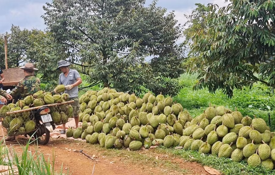 tang-toc-cap-ma-so-vung-trong-co-so-dong-goi.jpg