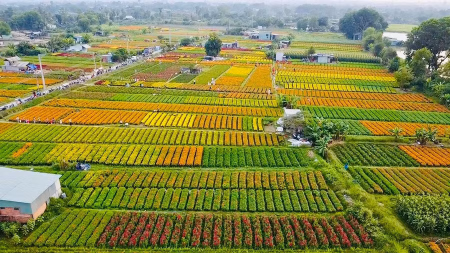 Để có được vụ hoa tươi tốt, người nông dân phải chuẩn bị làm đất và chăm sóc kỹ lưỡng.