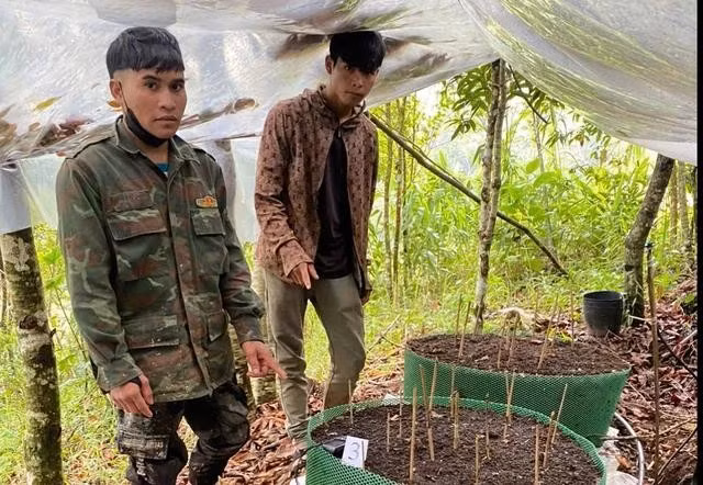 A Gường (trái) và A Đoàn (phải) trộm cắp sâm Ngọc Linh tại vườn của anh Nguyễn Thanh Tuấn