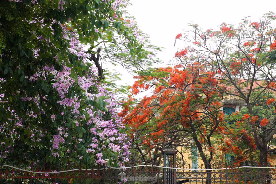Tháng 5, Hà Nội rực rỡ sắc màu của muôn vàn loài hoa. Một chút thơ mộng, lãng mạn của bằng lăng tím, sắc đỏ rực của hoa phượng tô điểm cho đường phố Thủ đô.