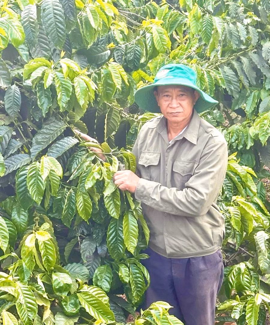 ong-hoi-cham-soc-vuon-ca-phe-cua-gia-dinh.jpg