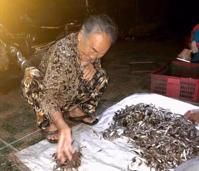 Phải thức khuya để lựa được những con cá bống ngon