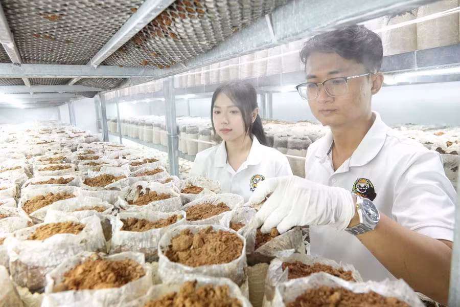 Anh Thái cùng cộng sự thu hoạch nấm mối đen