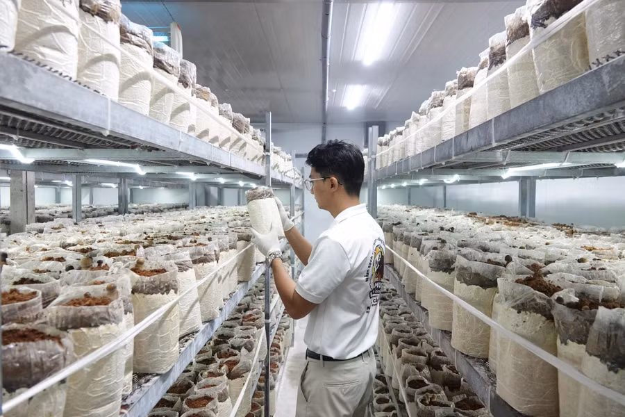 Trại nấm của anh Thái ứng dụng công nghệ cao