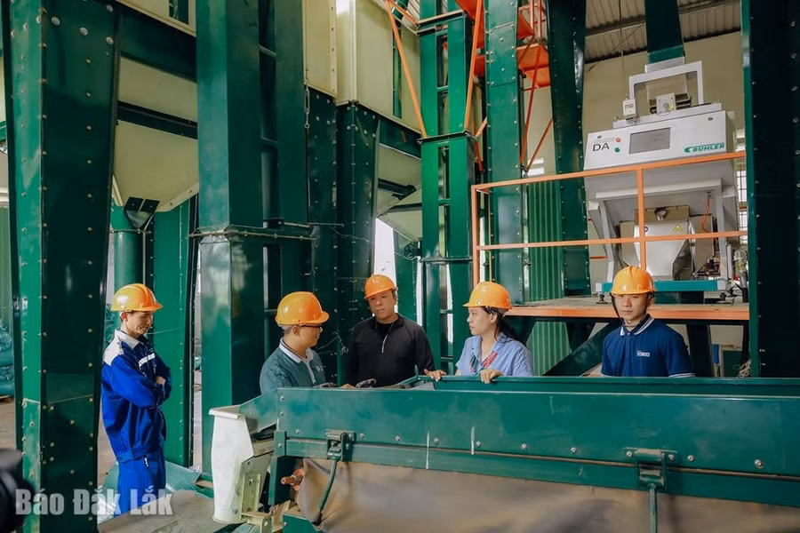 Tham quan trực tiếp tại nhà máy chế biến cà phê.