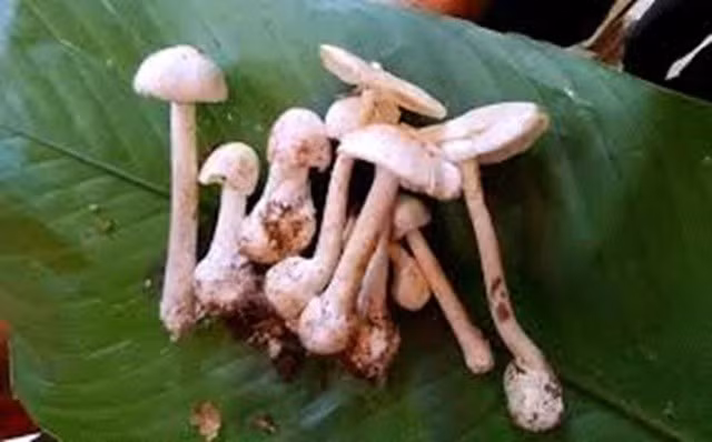 Có rất nhiều trường hợp ăn phải nấm độc tử vong do lấy nấm từ trong rừng về nấu ăn