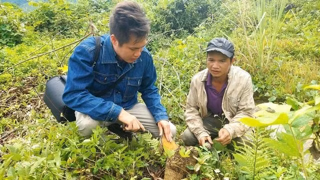 Vườn keo 3 năm tuổi bị chết do ngập nước, ông A Bình đành chặt bỏ