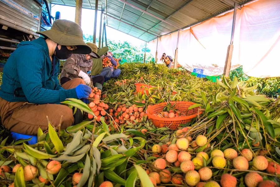 Vải đã trở thành cây trồng thu nhập chính của người dân Ea Sah. Ảnh: MAI CƯỜNG
