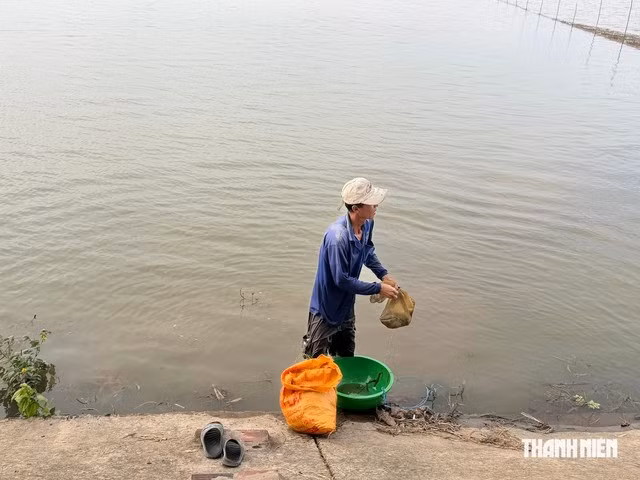 Sau hơn 3 giờ lao động vất vả, ông Hùng chỉ kiếm được hơn chục con cá trê nhỏ