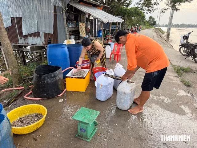 Bà Điểm đang chuẩn bị cá để giao cho khách