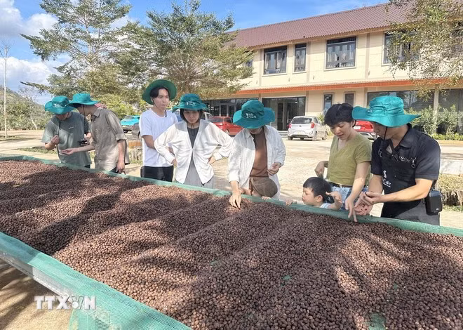 Các nhà vườn, hợp tác xã, doanh nghiệp cũng đã sẵn sàng phục vụ du khách đến tham quan, trải nghiệm du lịch nông nghiệp và văn hóa cà phê trong dịp Lễ hội. (Ảnh: TTXVN phát)