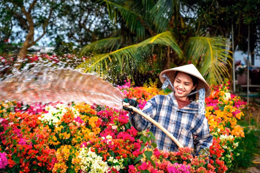 Phú Sơn là nơi có quy mô trồng hoa giấy lớn nhất huyện Chợ Lách. Hằng năm, mỗi hộ dân trồng từ vài trăm đến vài ngàn chậu để bán tết. Hoa cung ứng từ nam ra bắc, nhiều nhất vẫn là TP.HCM