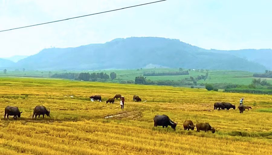 khong-kho-bat-nhung-dan-trau-duoc-nguoi-dan-xa-to-tung-chan-tha-tren-canh-dong-anh-ngoc-minh.jpg