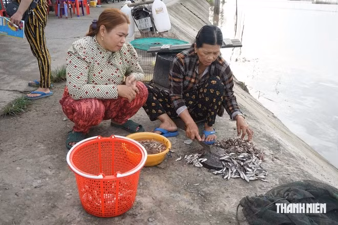 Lượng cá đồng hiện tại vẫn còn khá ít và nhỏ