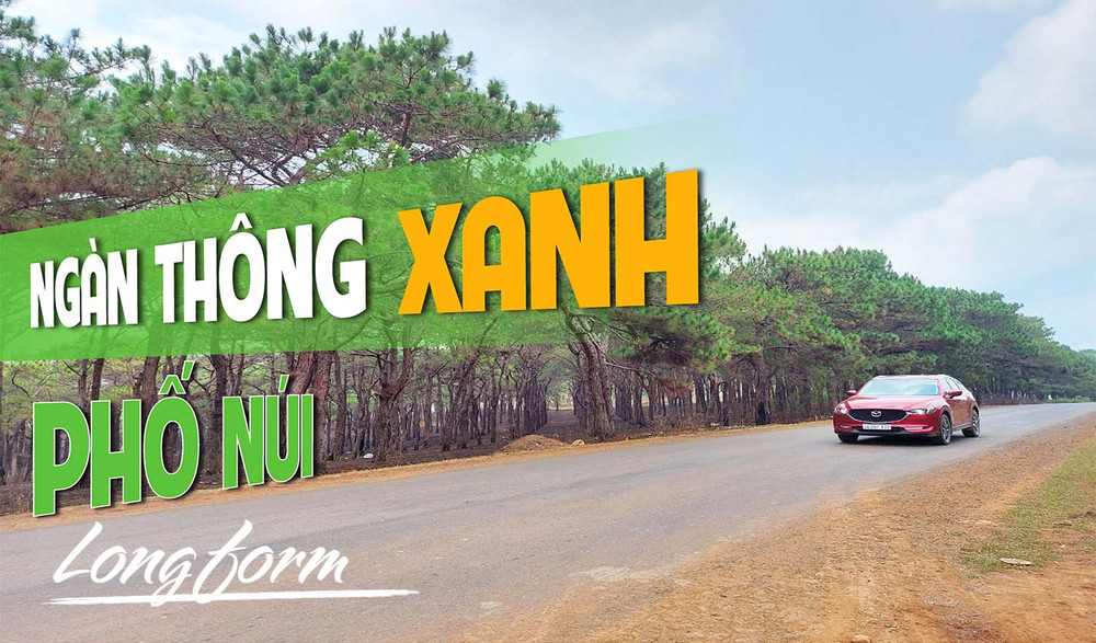 Ngàn thông xanh Phố núi