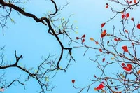 Ảnh minh hoạ. Nguồn: Internet