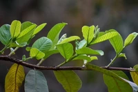Lá ổi chữa bệnh gì?