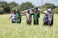 Thượng úy Trịnh Văn Cao Nguyên (thứ 3 từ phải sang) hướng dẫn kỹ thuật trồng lúa cho người dân xã Ia Mơ, huyện Chư Prông (ảnh nhân vật cung cấp).