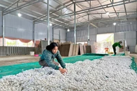 Dâu tằm mở sinh kế bền vững cho nông dân