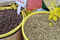 Giá cà phê hôm nay 17-5: Giảm mạnh tới 3 con số
