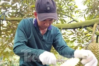 Hai đơn vị 'truy' chất cấm trong sầu riêng