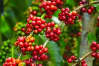 Giá cà phê hôm nay (4-10) tại tỉnh Gia Lai ở mức 116.200 đồng/kg