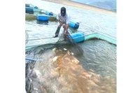 Khuyến nông - “điểm tựa” cho ngành thủy sản chuyển đổi xanh